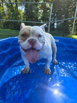 Beefcake -  American Bulldog and Mixed Breed Dog for Adoption in Greensburg, Pennsylvania - Beefcake | PetCurious