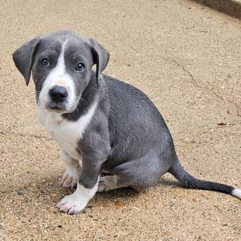 Labrador Retriever Dogs Available for Adoption in Sterling, Massachusetts - Luna - 3 Months ( Avail 6/4) | PetCurious