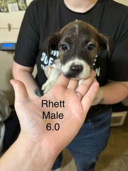 Johnson Rs : Rhett -  Boxer and Australian Shepherd Dog for Adoption in Aurora, Indiana - Johnson Rs : Rhett | PetCurious