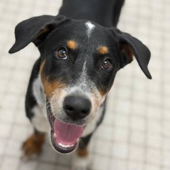 Drift -  Australian Cattle Dog Blue Heeler Dog for Adoption in Camden, Delaware - Drift | PetCurious