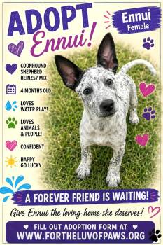 Ennui -  Coonhound Dog for Adoption in Golden Valley, Arizona - Ennui | PetCurious
