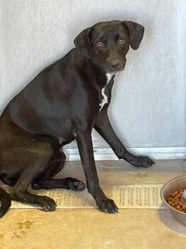 Rescue Terrier Dogs for Adoption in New Braunfels, Texas - SUNDANCE | PetCurious