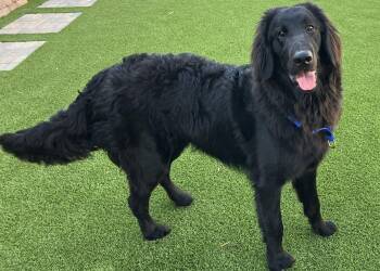 Wilson -  Golden Retriever and Labrador Retriever Dog for Adoption in Glendale, Arizona - Wilson | PetCurious