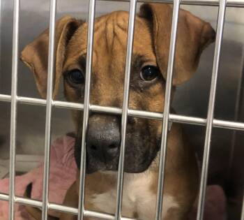 Hound and Bulldog Dogs Available for Adoption - Bruce | PetCurious