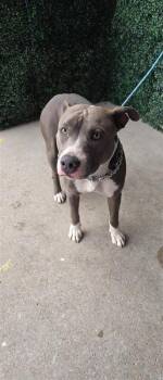 61676129 -  Pit Bull Terrier and Mixed Breed Dog for Adoption in El Paso, Texas - 61676129 | PetCurious