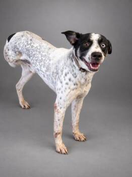 Skippy -  Labrador Retriever and Australian Cattle Dog Blue Heeler Dog for Adoption in Bowling Green, Kentucky - Skippy | PetCurious