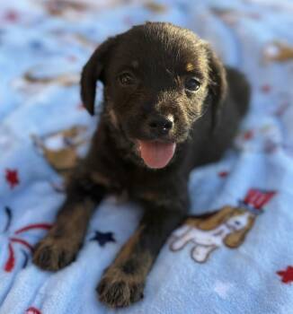 Norfolk Terrier Dogs Available for Adoption in Calera, Alabama - Ranger | PetCurious