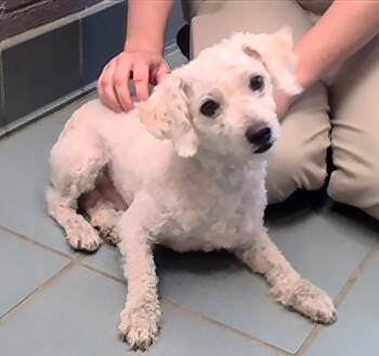Frappe -  Mixed Breed Dog for Adoption in Nashville, Tennessee - Frappe | PetCurious