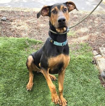 Ruffus -  Doberman Pinscher Dog for Adoption in Phoenix, Oregon - Ruffus | PetCurious