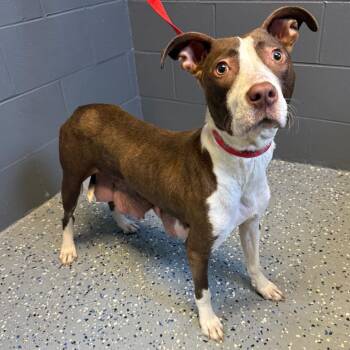Bobbie -  Pit Bull Terrier and Mixed Breed Dog for Adoption in Tuscaloosa, Alabama - Bobbie | PetCurious