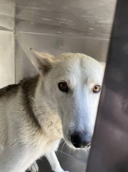 Rescue Mixed Breed Dogs for Adoption in Dallas, Texas - JANE | PetCurious