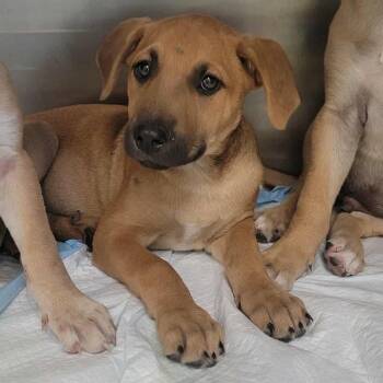 Rescue Mixed Breed Dogs for Adoption in Bastrop, Texas - Wimberly 25-10-094 | PetCurious