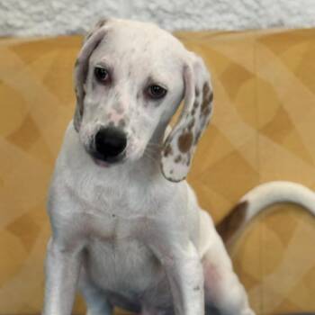 Hound Dogs Available for Adoption - Bo | PetCurious