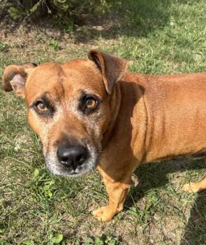 HERMIN -  Beagle and Mixed Breed Dog for Adoption in Kalamazoo, Michigan - HERMIN | PetCurious