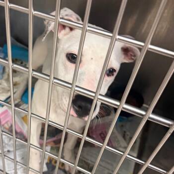 Mixed Breed Dogs Available for Adoption in Charleston, West Virginia - Gandalf The White | PetCurious