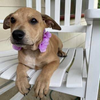Callie -  Shepherd and Mixed Breed Dog for Adoption - Callie | PetCurious
