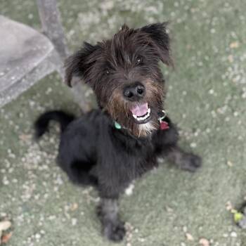 Wade -  Scottish Terrier and Poodle Dog for Adoption in San Diego, California - Wade | PetCurious