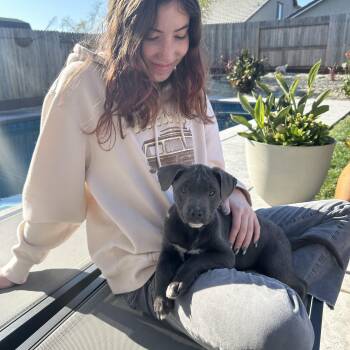 Pit Bull Terrier and Labrador Retriever Dogs Available for Adoption - JOJO! | PetCurious