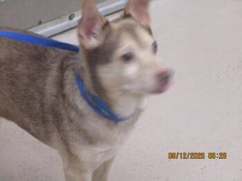 Frankie (311) -  Chihuahua Dog for Adoption in Marietta, Georgia - Frankie (311) | PetCurious