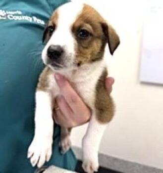 Labrador Retriever Dogs Available for Adoption in Houston, Texas - SYLIS | PetCurious