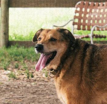Spirit -  German Shepherd Dog Dog for Adoption in Magnolia, Texas - Spirit | PetCurious