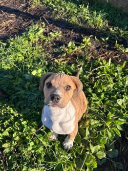 Doc -  Terrier Dog for Adoption in Winnipeg, Manitoba - Doc | PetCurious