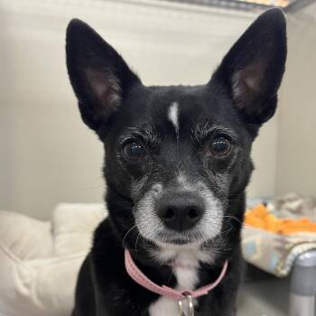 Chihuahua Dogs Available for Adoption in Las Vegas, Nevada - Papa John 53627 | PetCurious