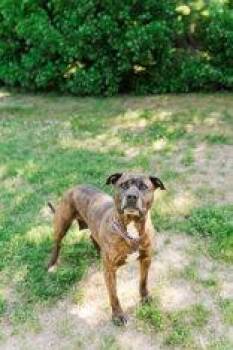 Shyla -  American Staffordshire Terrier Dog for Adoption in Lewiston, Idaho - Shyla | PetCurious