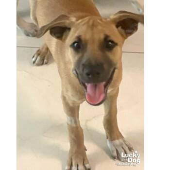 Retriever and Labrador Retriever Dogs Available for Adoption in Washington, District Of Columbia - Lil Champa | PetCurious