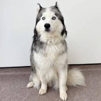 Charlie -  Siberian Husky Dog for Adoption in Brentwood, Missouri - Charlie | PetCurious