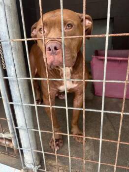 Tied up tammy -  Pit Bull Terrier Dog for Adoption in Russellville, Kentucky - Tied Up Tammy | PetCurious
