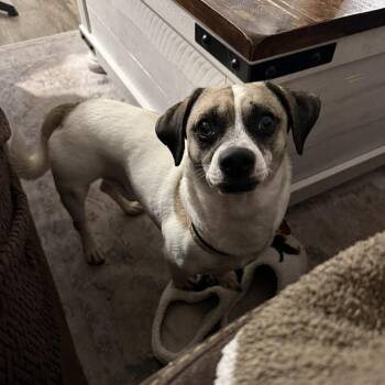 Rat Terrier Dogs Available for Adoption in Tampa, Florida - Zulu | PetCurious