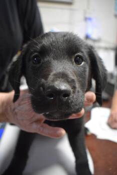 Golden Retriever and German Shepherd Dog Dogs Available for Adoption in Pahrump, Nevada - Maya (Mollie 582 P7) | PetCurious