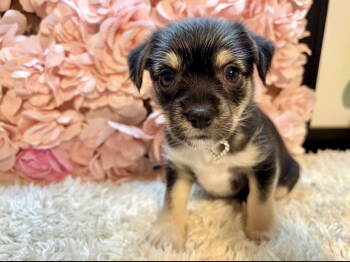 Rescue Chihuahua Dogs for Adoption in Margate, Florida - ROSA | PetCurious