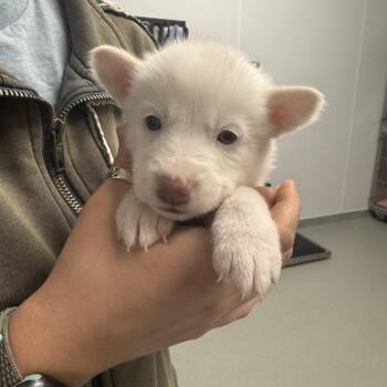 White German Shepherd Dogs Available for Adoption - Celtic | PetCurious