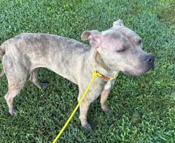 CLARICE -  Pit Bull Terrier Dog for Adoption in Elizabethton, Tennessee - CLARICE | PetCurious