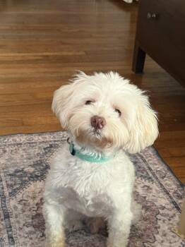 Finley MacCool -  Maltese Dog for Adoption in Houston, Texas - Finley MacCool | PetCurious