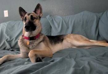 Healy -  German Shepherd Dog Dog for Adoption in Tampa, Florida - Healy | PetCurious