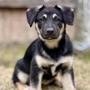 Labrador Retriever and German Shepherd Dog Dogs Available for Adoption - Shiloh~ Sweet Eyes/soft Heart | PetCurious