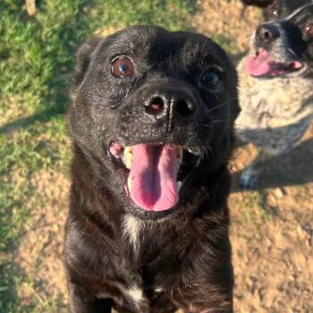 Foster Carter -  Chihuahua Dog for Adoption in Oswego, Illinois - Foster Carter | PetCurious