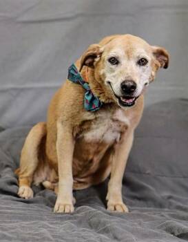 BROWNIE -  German Shepherd Dog and Mixed Breed Dog Available for Adoption in Thousand Palms, California - BROWNIE | PetCurious