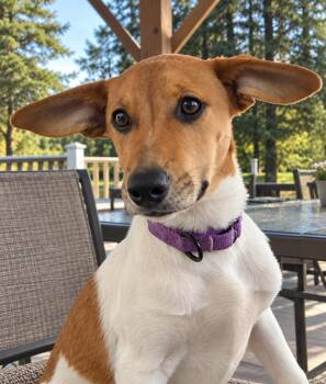 Bonnie -  Jack Russell Terrier Dog for Adoption in Grand Rapids, Michigan - Bonnie | PetCurious