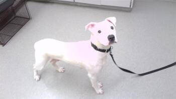 TIKI -  Labrador Retriever and Mixed Breed Dog for Adoption in Omaha, Nebraska - TIKI | PetCurious