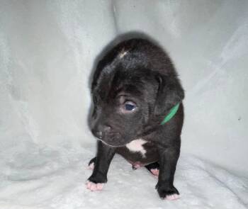 CHIBS -  Pit Bull Terrier and Mastiff Dog for Adoption in Discovery Bay, California - CHIBS | PetCurious