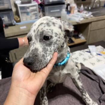 Pongo -  Mixed Breed Dog for Adoption in Milton, Florida - Pongo | PetCurious
