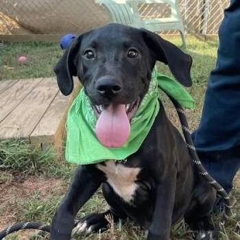 Frankie -  Labrador Retriever and Mixed Breed Dog for Adoption - Frankie | PetCurious