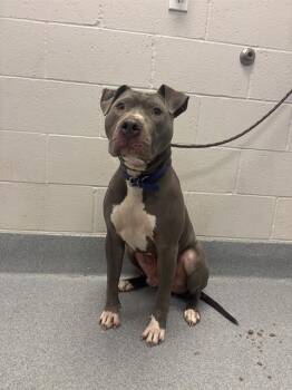 ROCKY -  Pit Bull Terrier Dog for Adoption in Indianapolis, Indiana - ROCKY | PetCurious