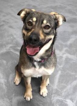 Shepherd Dogs Available for Adoption in Thief River Falls, Minnesota - Penny | PetCurious