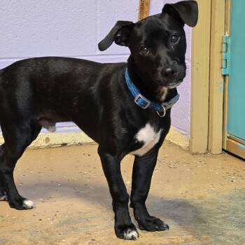 Georgie Washington -  Whippet and Terrier Dog Available for Adoption in Newport, Tennessee - Georgie Washington | PetCurious