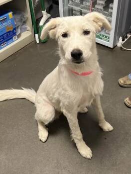 Passenger Princess -  Great Pyrenees and Mixed Breed Dog for Adoption in Fresno, California - Passenger Princess | PetCurious